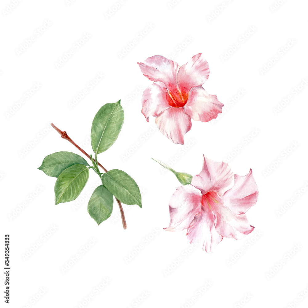 Pink dipladenia floral botanical flowers isolated on white. Watercolor illustration set. Watercolour drawing fashion aquarelle.