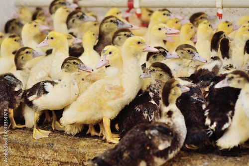 a group of young musk duck ducklings on the background of a poultry farm. photo