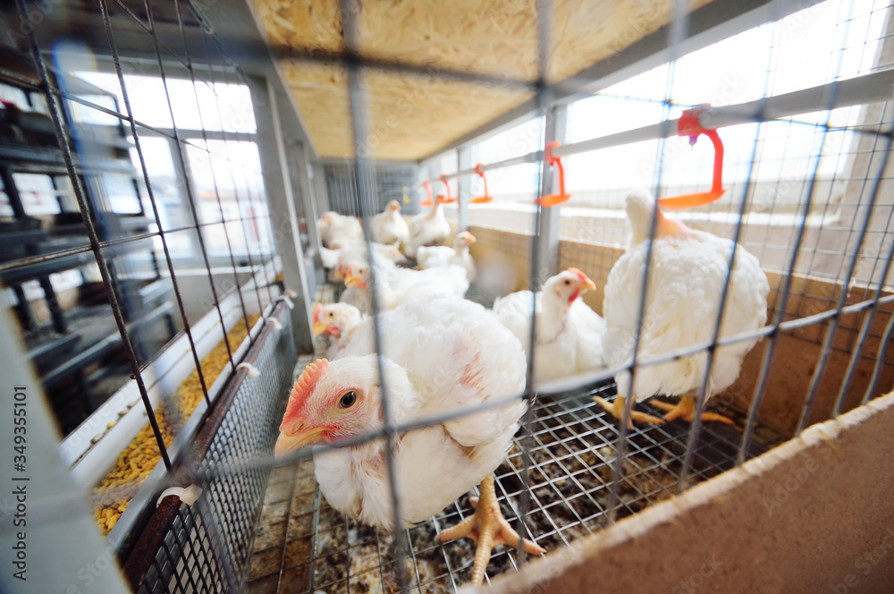 Poultry farm, raising broiler chickens. Adult chickens sit in cages and eat compound feed Stock
