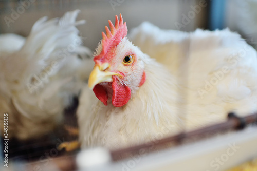 A big broiler rooster sits in a cage against the background of a poultry farm. Broiler chicken breeding.