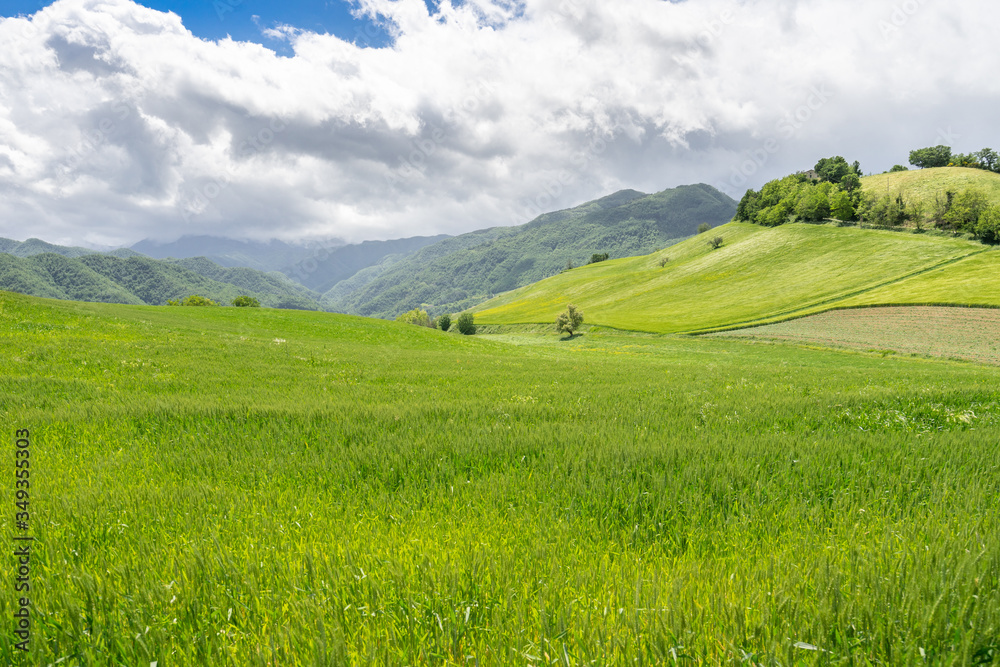 GREEN CULTIVATED HILLS OF ROMAGNA
