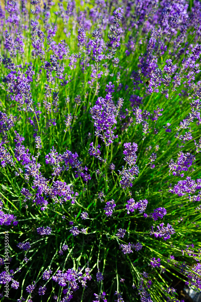 Obraz premium purple lavender flowers bush 