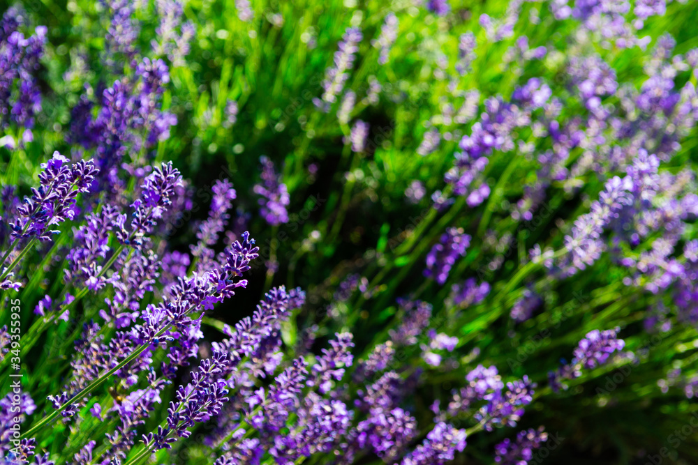 Obraz premium purple lavender flowers