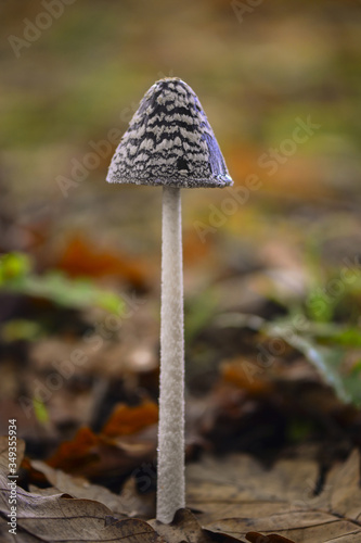 Lambskin mushroom (Coprinus comatus) Kırklareli, Turkey.