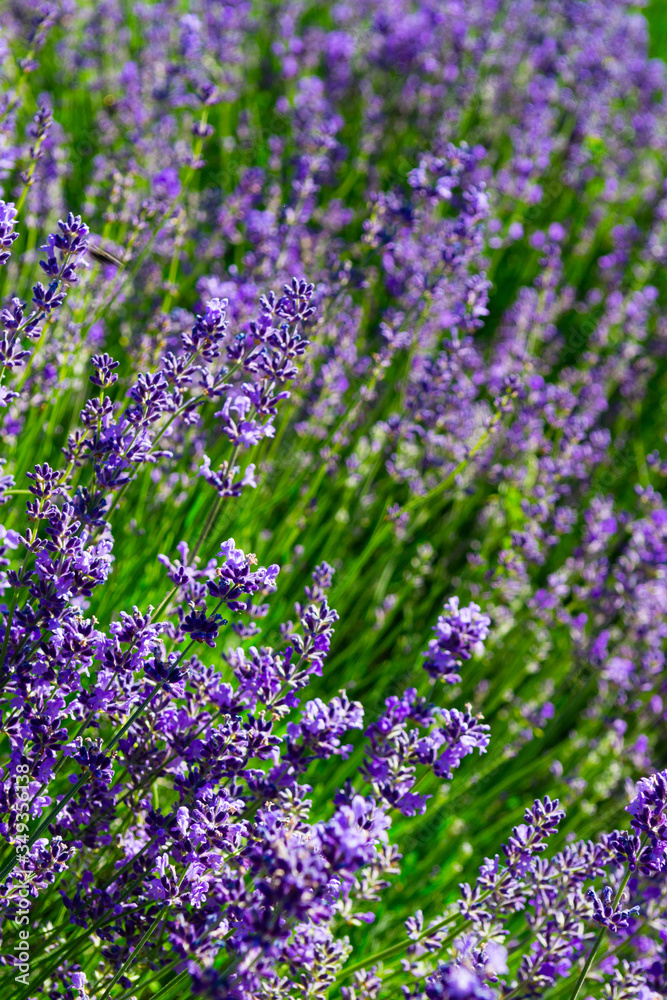 Fototapeta premium purple lavender flowers