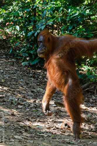Orangutan in the jungle, Bukit Lawang, Sumatra