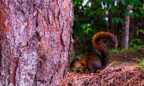  chipmunkn at park