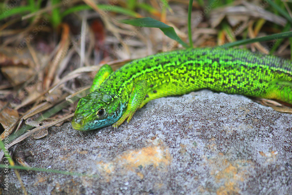 green lizard on the stone