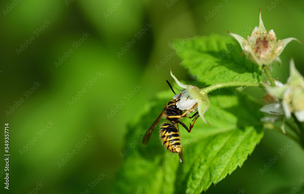 A black and yellow striped wasp hangs on a raspberry blossom against a green background and searches for food A black and yellow striped wasp hangs on a raspberry blossom against a green background and searches for food