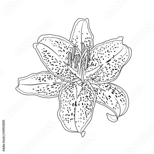 Lily