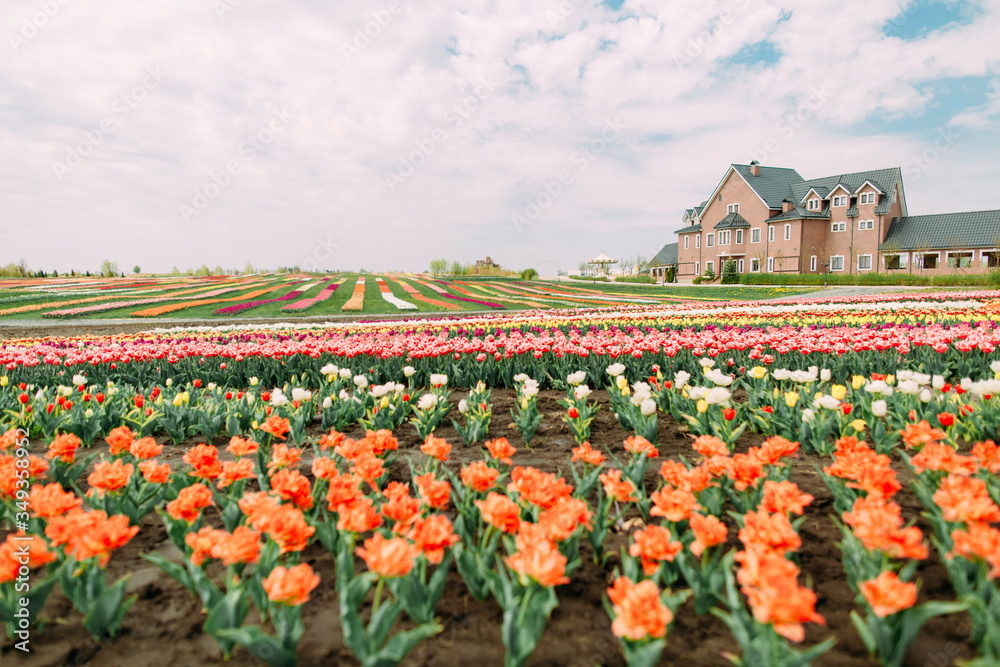 many flowers rows colored tulips field building