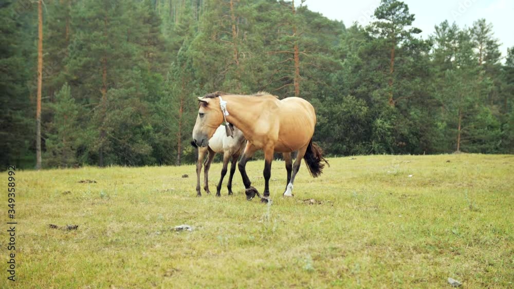 a Mare with her legs tied and a foal grazing in a meadow a Mare with her legs tied and a foal grazing in a meadow