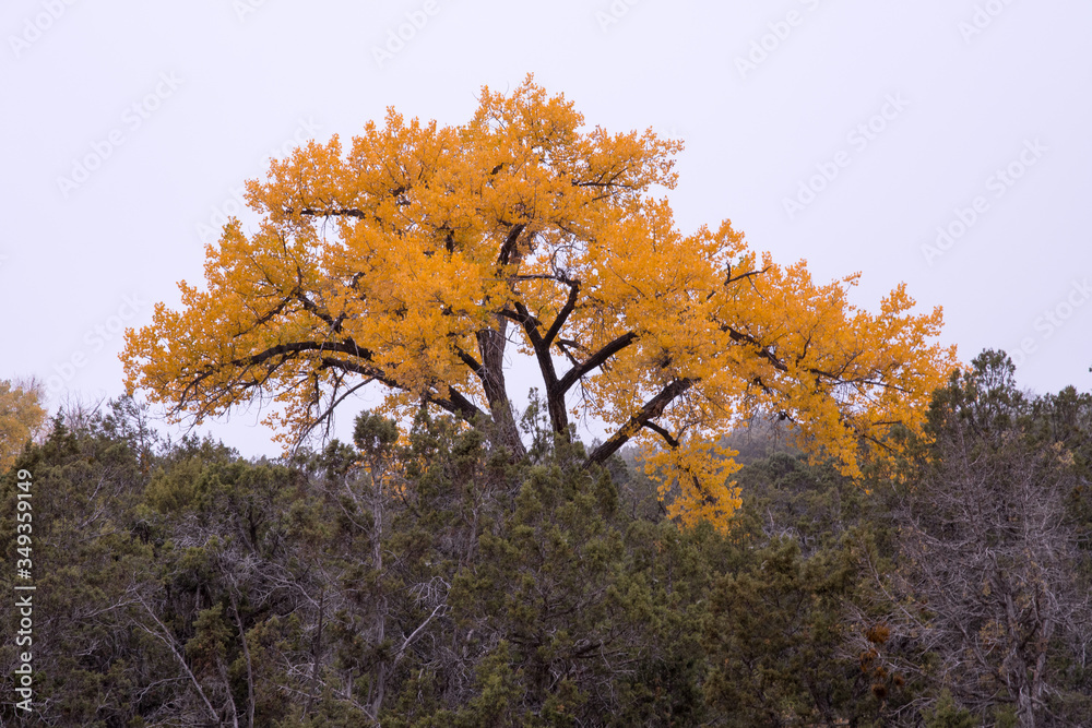 Fototapeta premium Fall 3