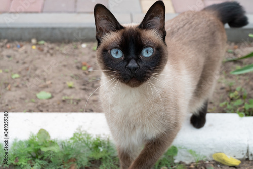 Beautiful Siamese cat with blue eyes. A cat with an unusual look. Mekong Bobtail in the summer on the street close up. © Елена Лихацкая
