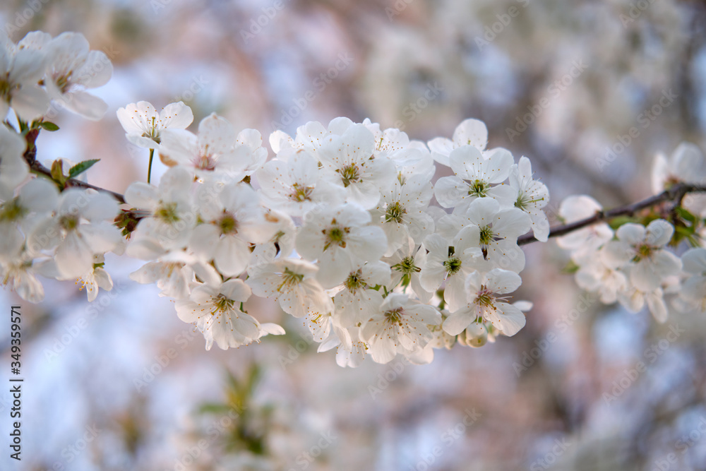 White blossoming buds cherry flowers on a branch, on a white blurred background White blossoming buds cherry flowers on a branch, on a white blurred background