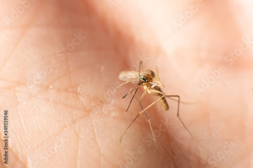 a mosquito sits on the skin of a man hand close up