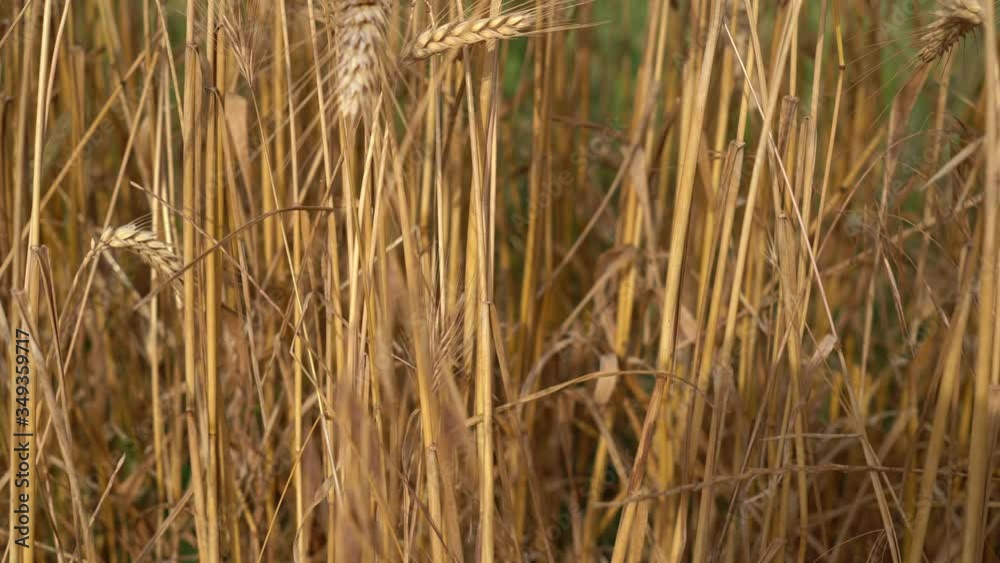 Gold Wheat field in Spring time Gold Wheat field in Spring time