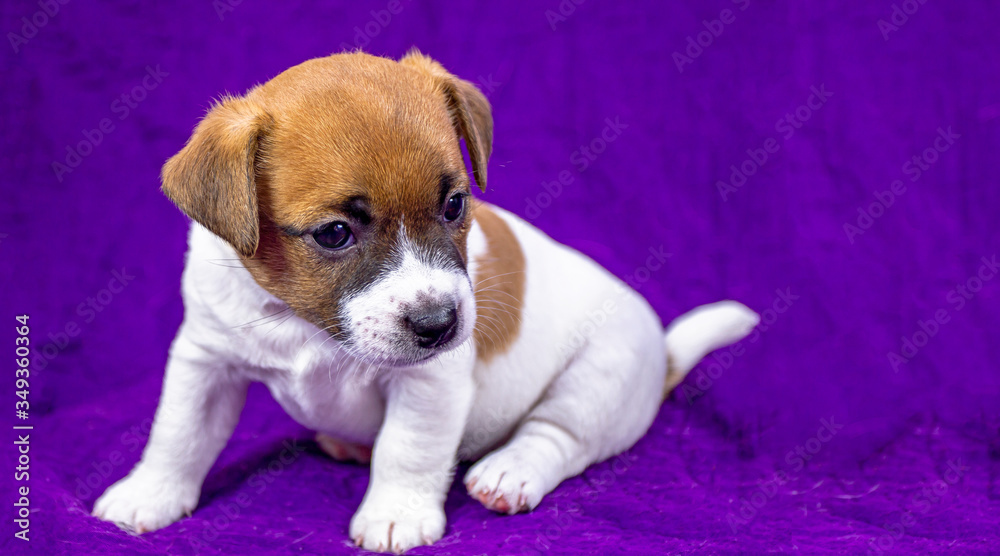  puppy female Jack Russell Terrier sits on a purple background. Contrast background. horizontal