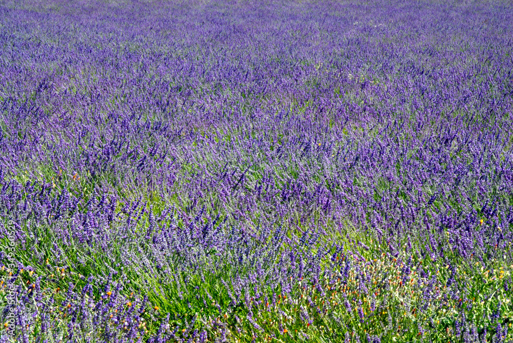 Naklejka premium blossoming lavender field in the Provence, Southern France