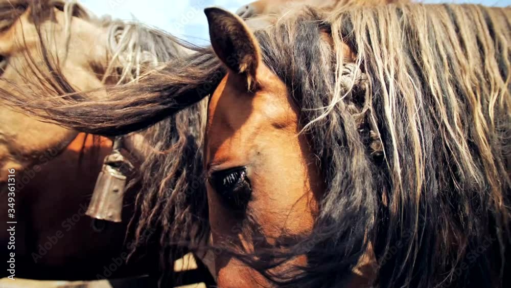 Horse side profile. The horse nods its head. Horses in the paddock