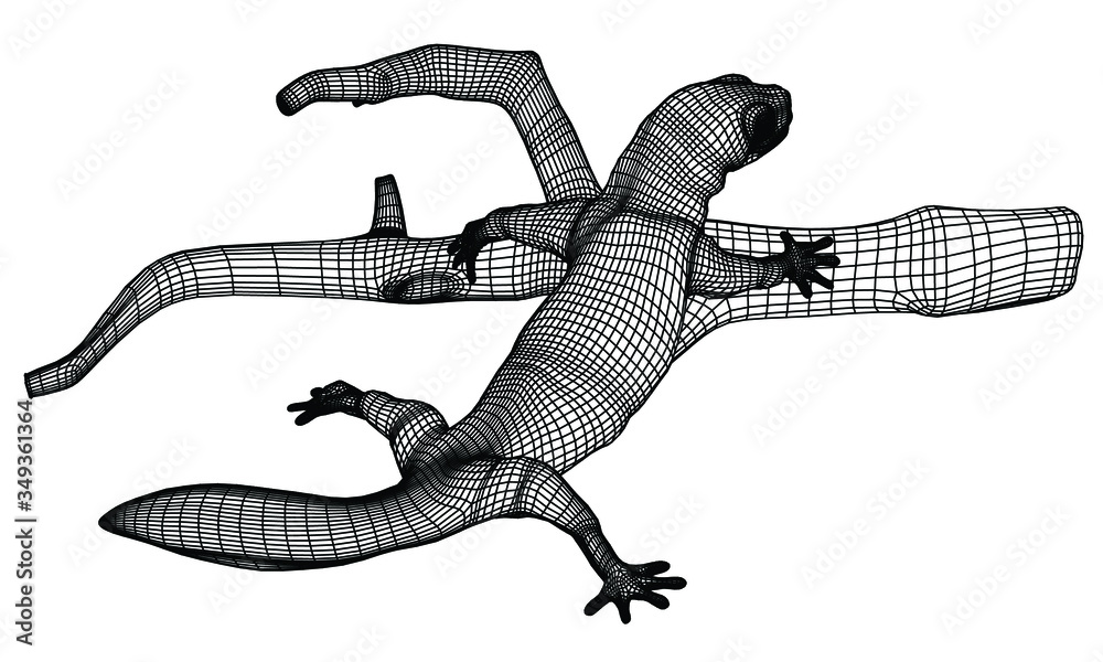 Fototapeta premium Gecko lizard polygonal lines illustration. Abstract vector lizard on the white background