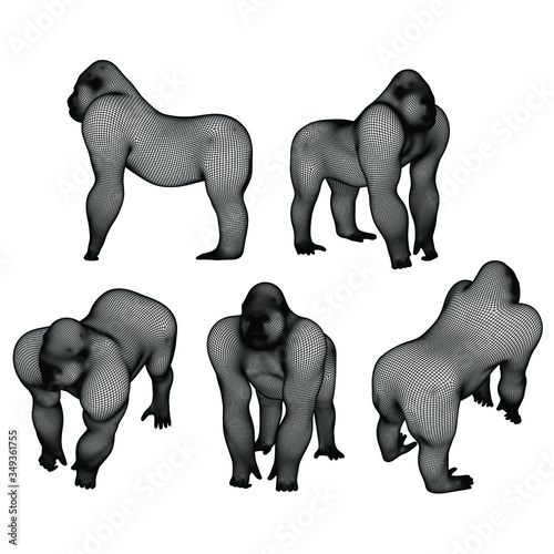 Gorilla polygonal lines illustration. Abstract vector gorilla on the white background