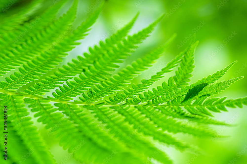 Obraz premium Fern Leaves Ecology Concept. Wildlife Paportik. Green Leaf Fern.