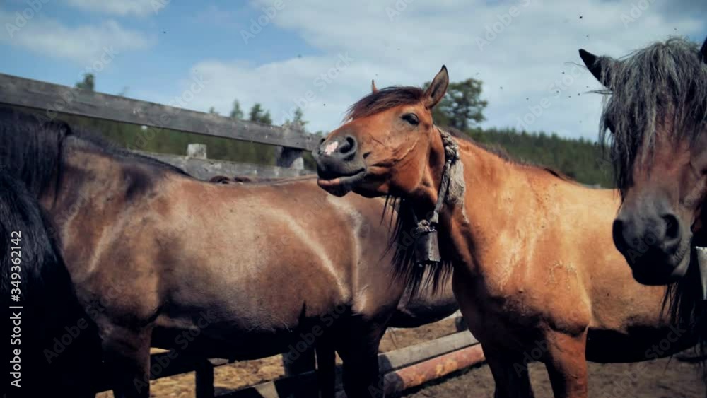 Horse side profile. The horse nods its head. Horses in the paddock