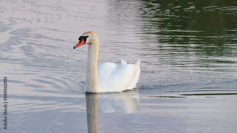 Fototapeta premium swan on the lake