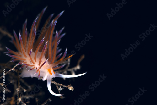 Cratena peregrina nudibranch. Fethiye, Turkey. photo