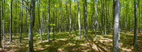 panoramic landscape in green deciduous forest