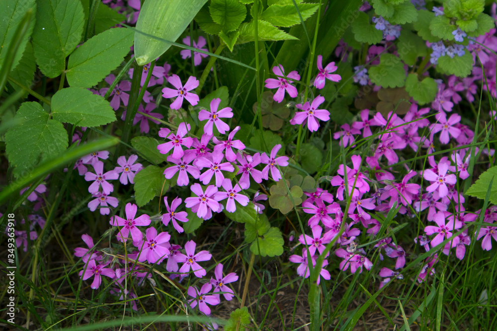 Beautiful pink moss phlox in spring season, Beautiful pink moss phlox in spring season,