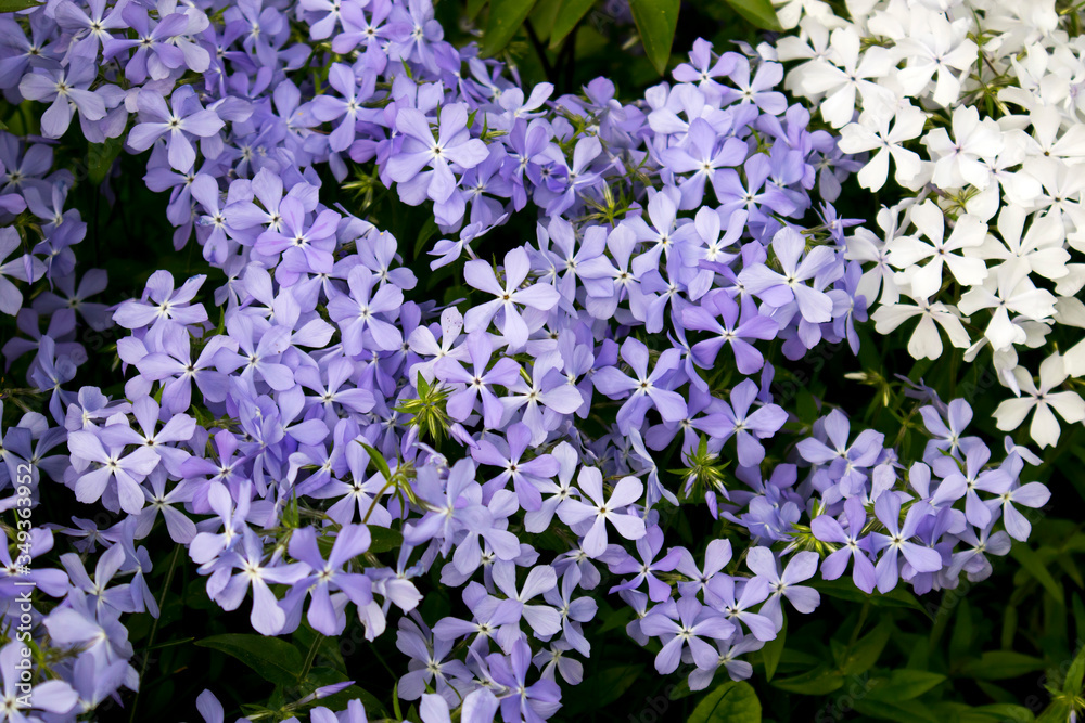 Purple blue and white flowers of periwinkle