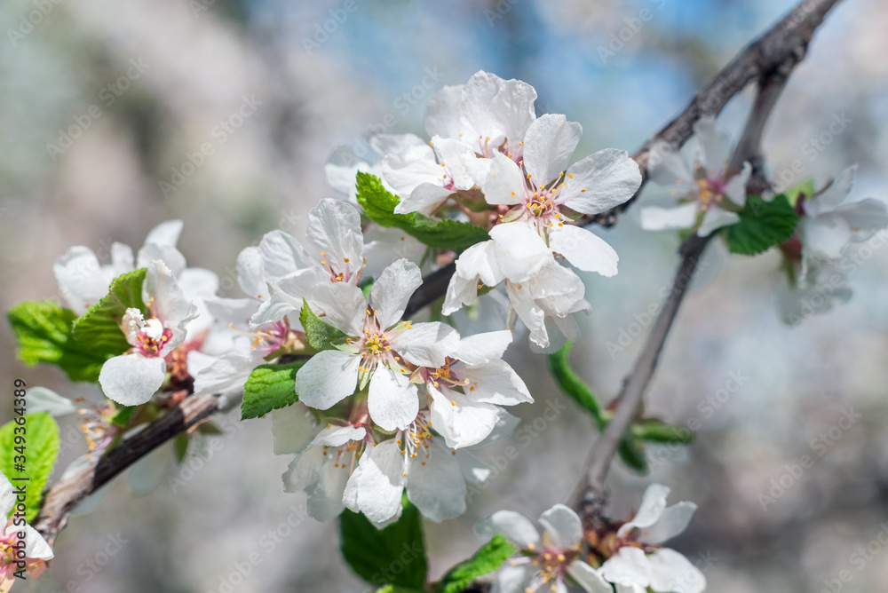A branch of a blooming felt cherry in the garden.