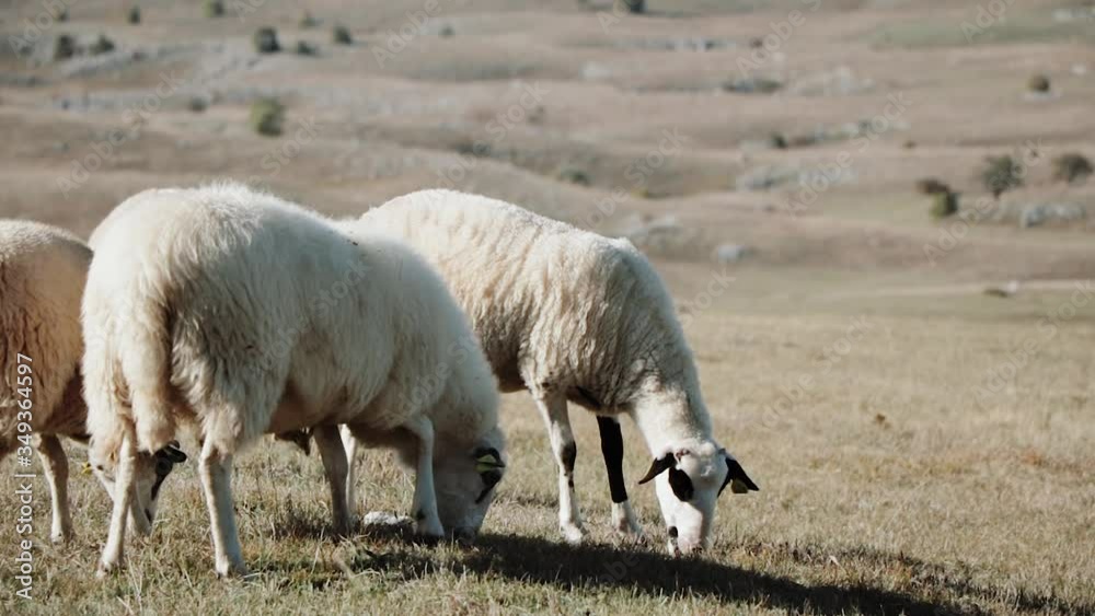 A flock of sheep moves through the mountains A flock of sheep moves through the mountains