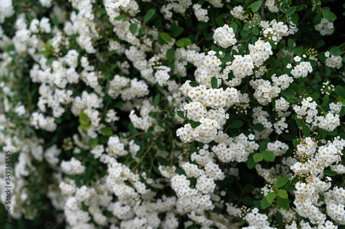 Small white flowers of a flowering shrub