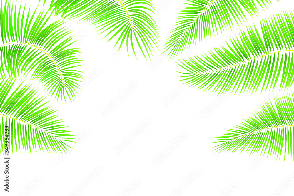 Tropical leaves of palm tree on white background. Set of green  exotic leaves for your design. Stock vector illustration on white isolated background.