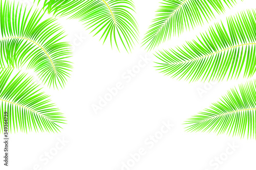 Tropical leaves of palm tree on white background. Set of green  exotic leaves for your design. Stock vector illustration on white isolated background.