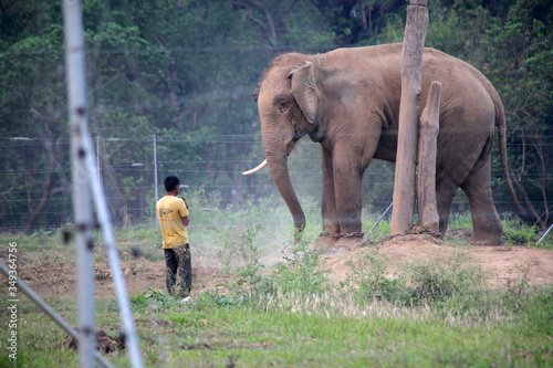 Elefante encadenado en Nepal photo