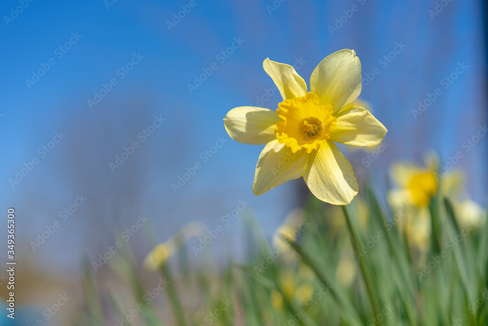 Blooming daffodil on a background of flowers Blooming daffodil on a background of flowers