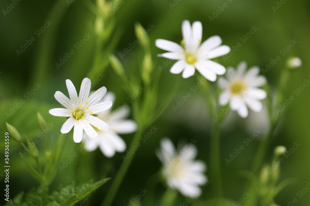 Spring meadow with white flowers of Greater Stitchwort (Stellaria holostea) in green grass. Floral background, beauty of nature Spring meadow with white flowers of Greater Stitchwort (Stellaria holostea) in green grass. Floral background, beauty of nature