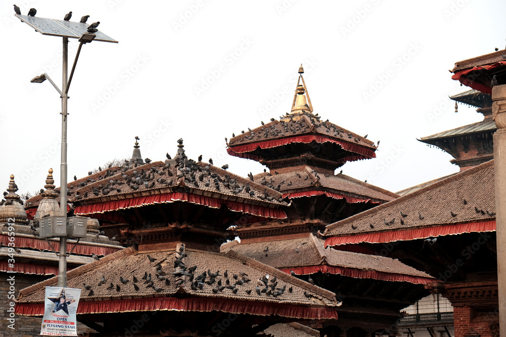 Palomas en templo de Nepal Palomas en templo de Nepal