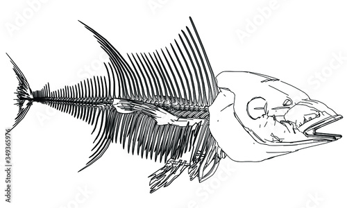 Tuna fish skeleton lines illustration. Abstract vector fish skeleton on the white background