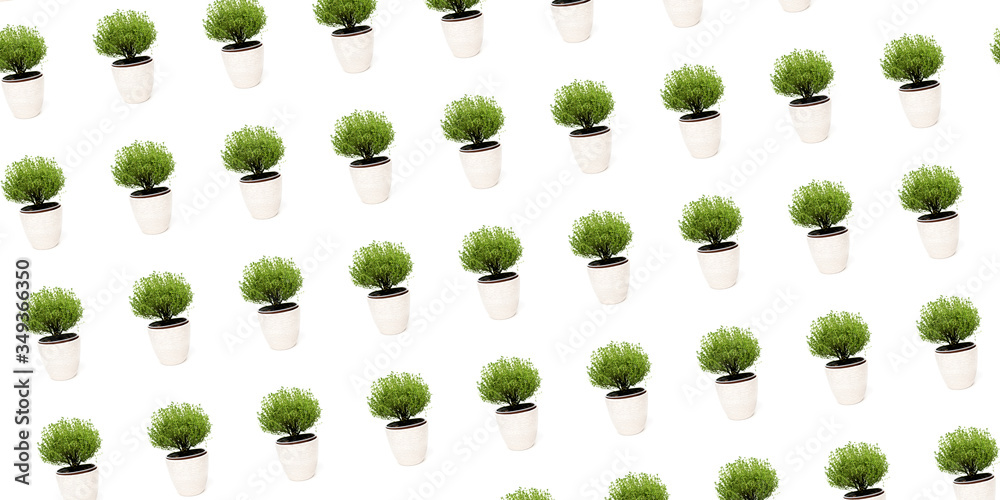 Fototapeta premium Green thyme plant growing in basket on white background isolated
