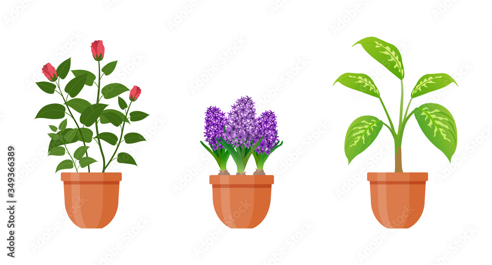 Potted plant. Set of houseplants and flowers in pots in flat style. Indoor gerb isolated on white background. Hyacinth, dieffenbachia, rose flowers. Interior gardening decor. Vector illustration.