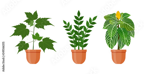 Potted plant. Set of houseplants and flowers in pots in flat style. Indoor gerb isolated on white background. Living room design decoration element. Interior gardening decor. Vector illustration.