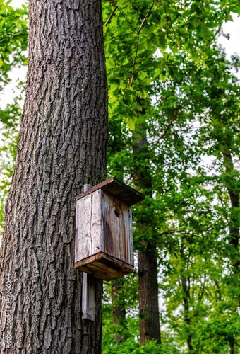 wooden birdhouse on a big tree in spring forest © Vadym Lebedych