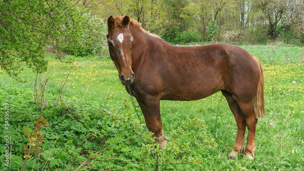 Fototapeta premium Beautiful red horse with long black mane in field with trees and brushes. Horse grazing on the meadow. Horse is walking and eating green grass in the field. Beautiful nature background.