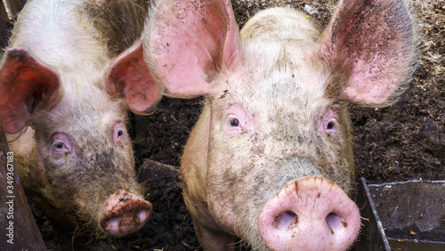 Funny pigs enclosed in a pig pen. Farmland concept.