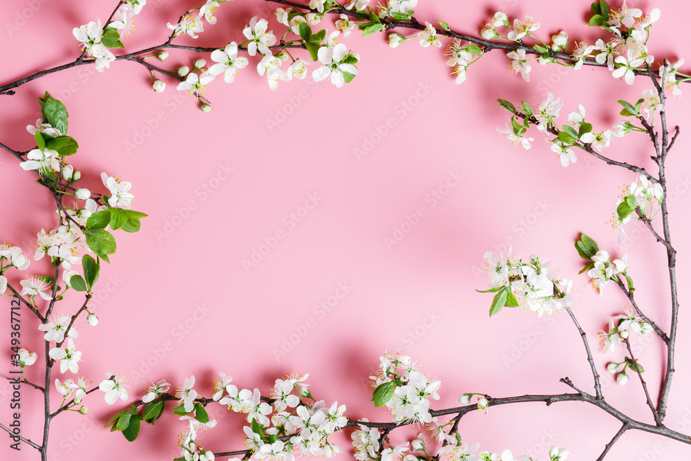 Frame of spring cherry tree branches with white flowers on a pink background. Copy space for text